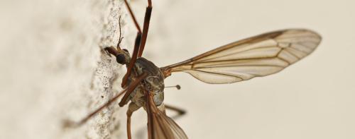 Réf. 350 146 : Tipula paludosa